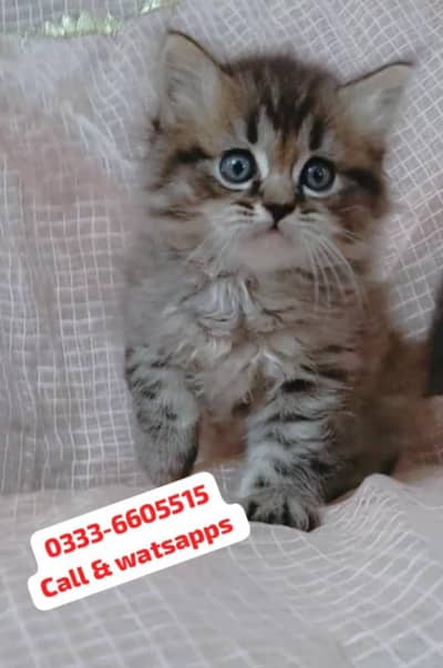 pure Persian trained good quality tabby kittens are available for sale