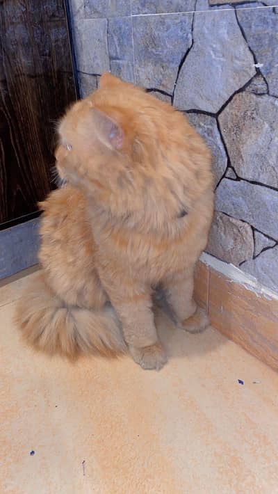 Persian cat for sale