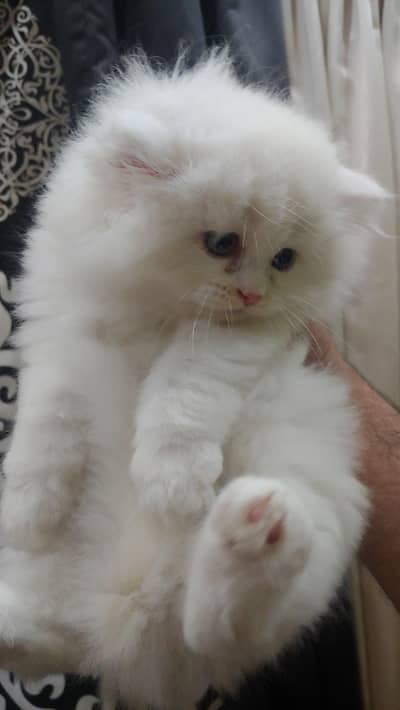 Persian quality kitten