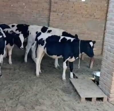 Cross frizon bechria