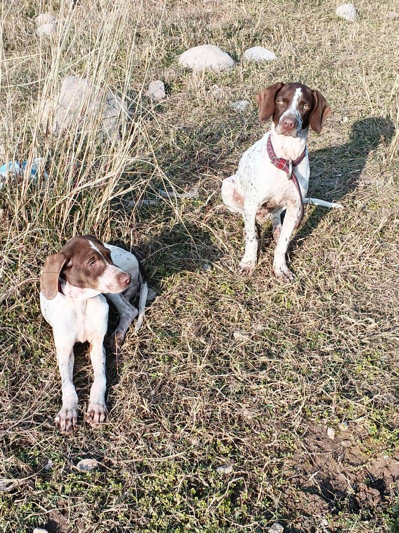 Jarman pointer dog 0