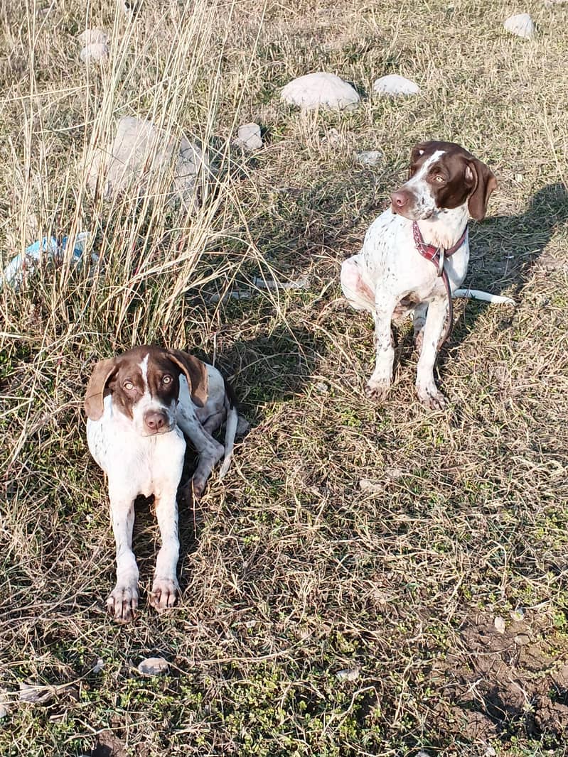 Jarman pointer dog 1