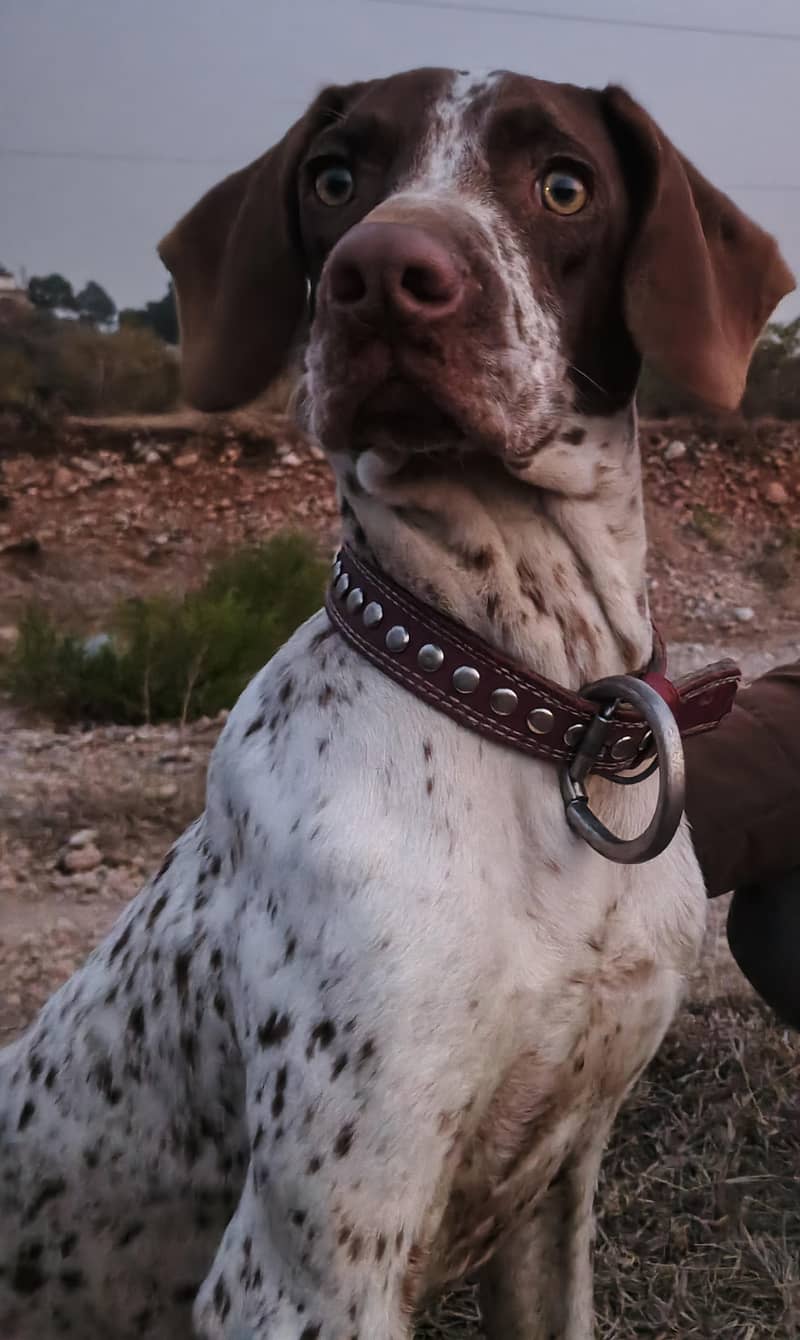 Jarman pointer dog 2