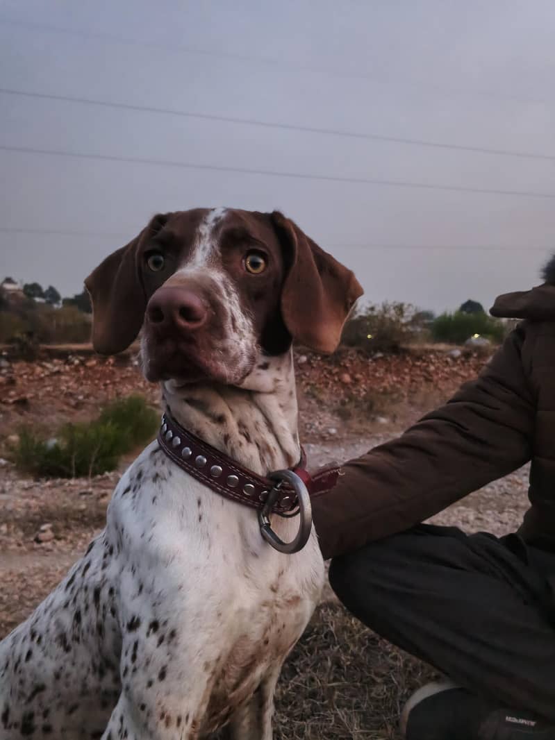 Jarman pointer dog 4
