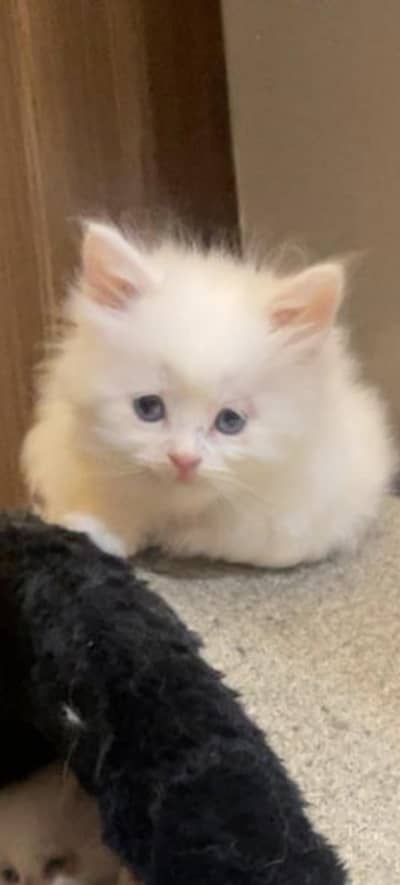 persion kittens