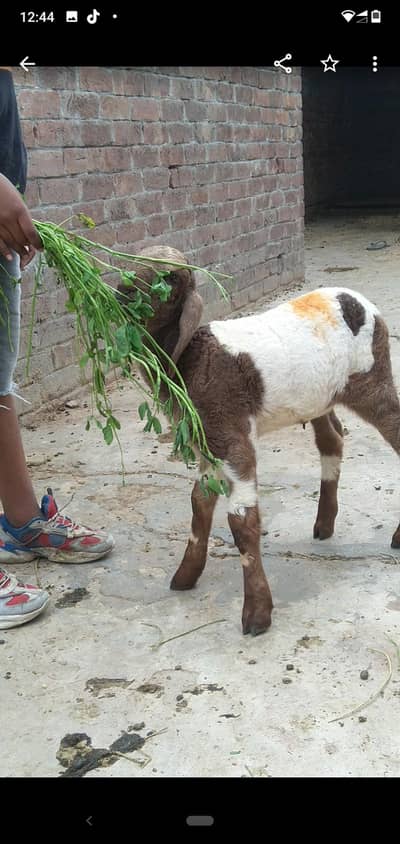dasi sheep female bacha