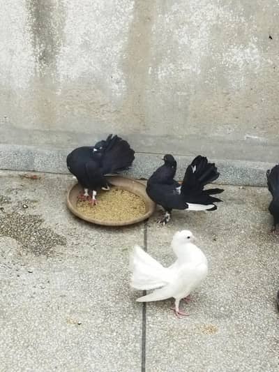 pigeons