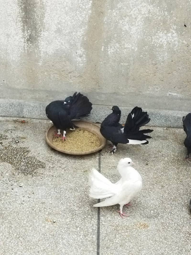 pigeons 0