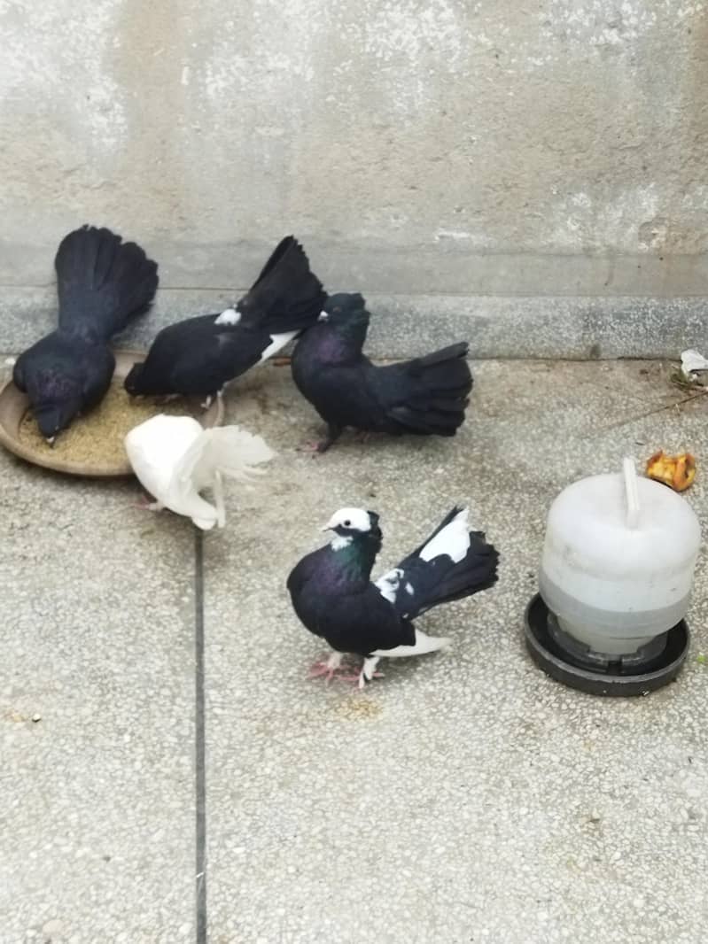 pigeons 1