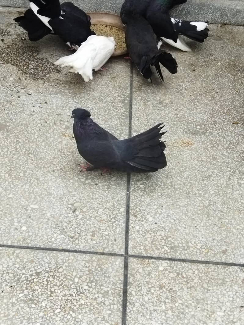 pigeons 4