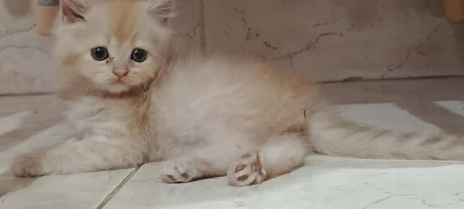 friendly and playful cat