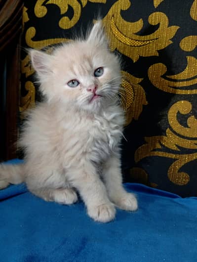 Long fur persian cat