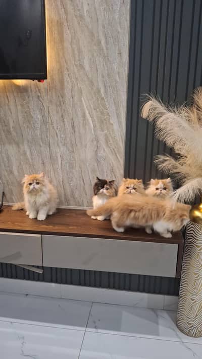 peki/pkii male kitten cfa bloodline