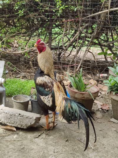 Mianwali Aseel 1 time win