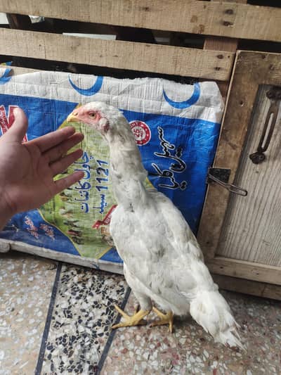  gurantee pure Heeree hen mazbot