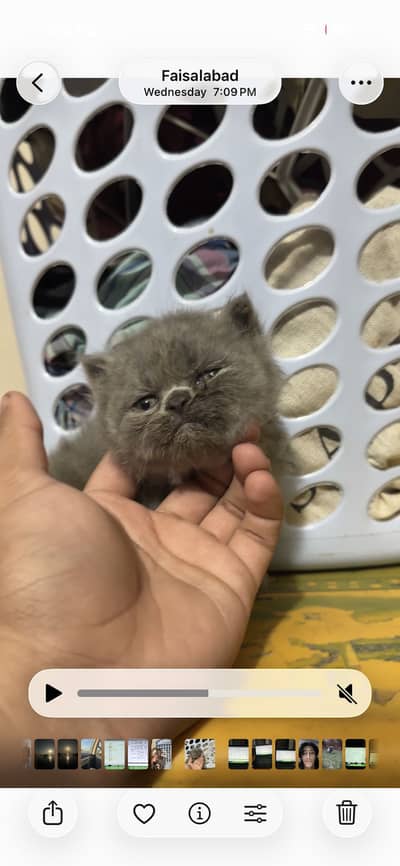 Persian kittens grey CAT for sale