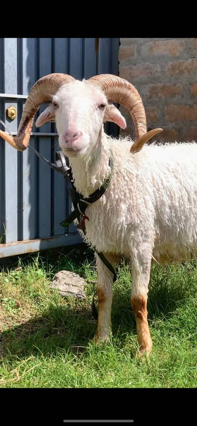 Manda Ram  sheep