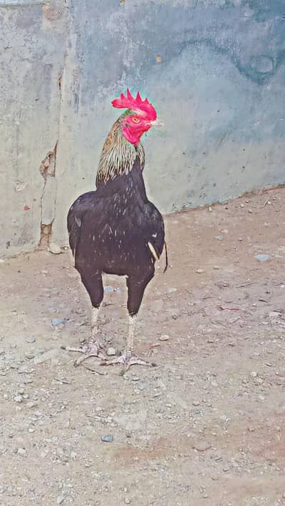 Aseel Murga for sale