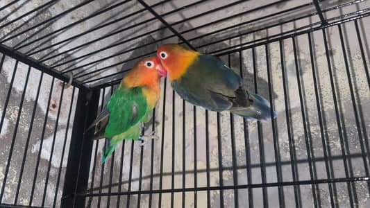 love birds Full breeder pair with DNA report