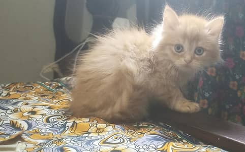 Persian  Kitten For Sale