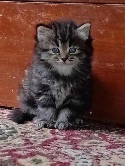 Persian kittens 2 double and triple coated