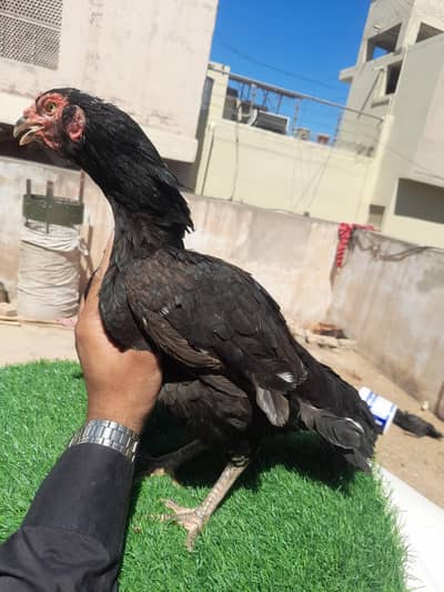 8 to 12 Aseel Females of different breeds