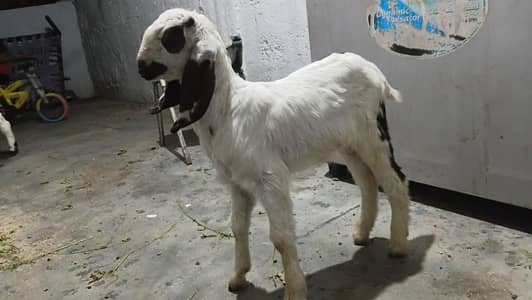 2 mahine  Bakra for sale