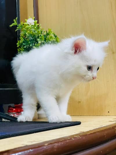 Persian kitten available