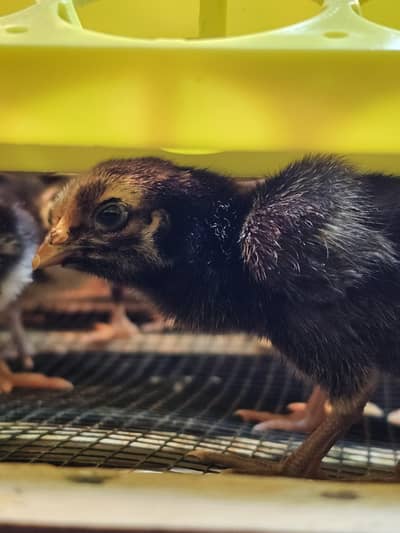 Chicks Available Premium Quality