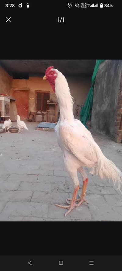 Aseel shamo cross chicks