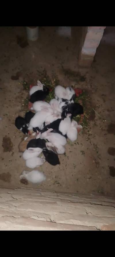 Cute Babys Rabbits Available  500 pr pices