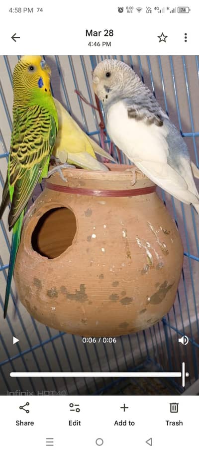 2 Breeder Pair Females About to lay eggs