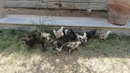 چوزے برائے فروخت/ Chicks for sale