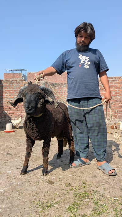 urgent for sale Manda 90,000 full Final hy