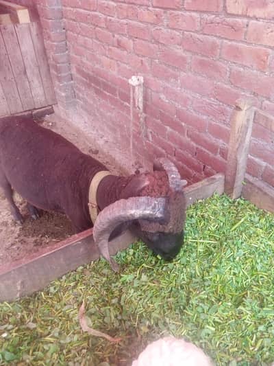 urgent for sale Manda 120,000 full Final hy