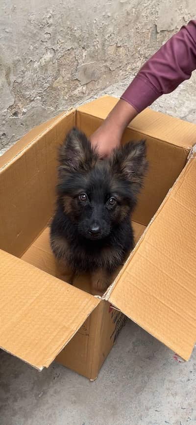 German shepherd long coat puppy for urgent sale