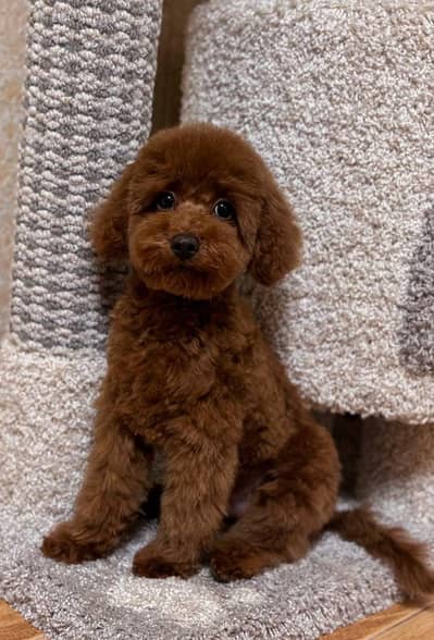 Mini toy poodle boy available