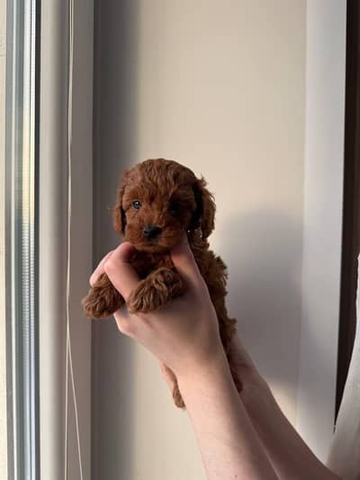 Mini toy poodle boy available