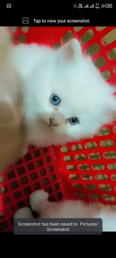 beautiful Coloured eyes Persian kittens for Sale