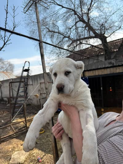 top quality alabai puppy available