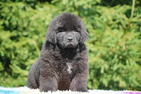 new foundland boy available