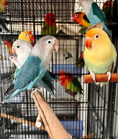 Pale fellow love birds