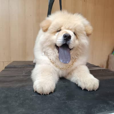 chow chow boy available