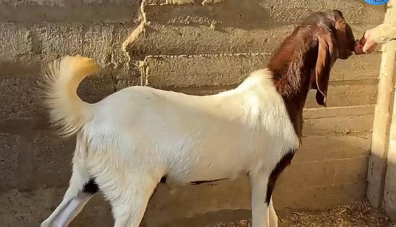 Khassi bakra/ Dumba 0