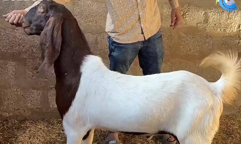 Khassi bakra/ Dumba 1