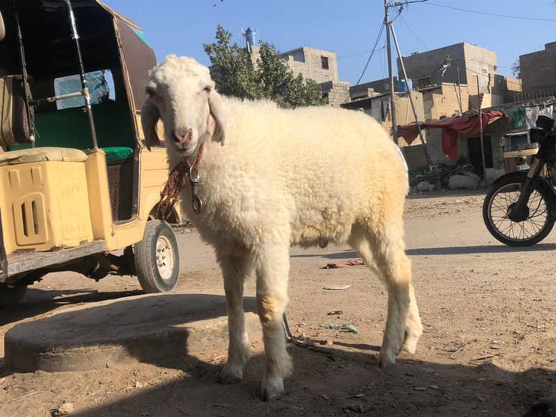 Khassi bakra/ Dumba 2