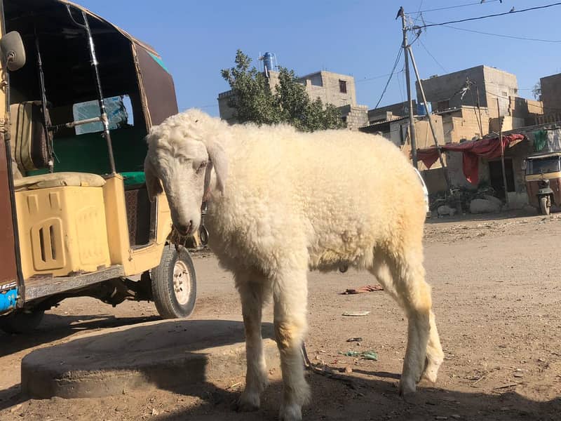 Khassi bakra/ Dumba 3