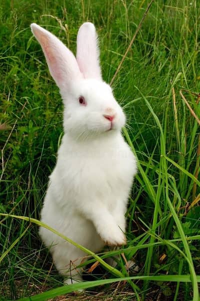 Red Eyes White Rabbits | Pure Breed | Healthy & Active