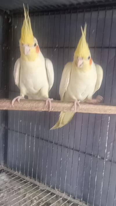 common white young pir