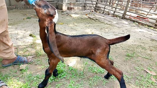 Quality Nagra beetal male kid for urgent sale